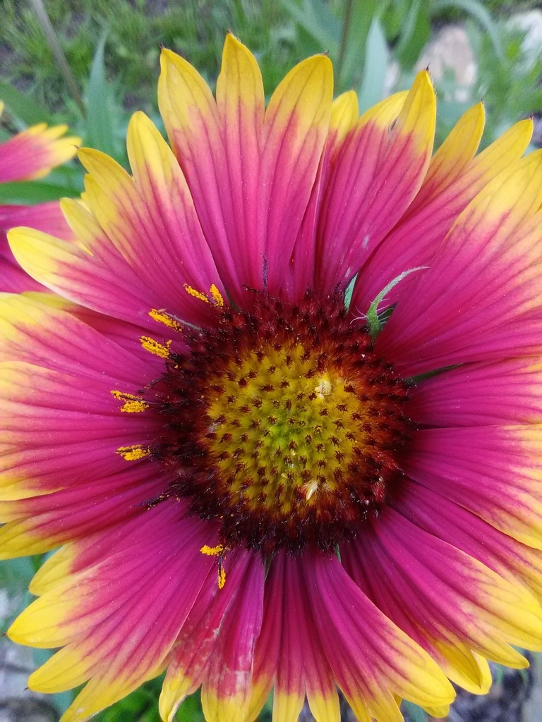 Goblin Blanket Flower (Gaillardia x grandiflora 'Arizona Sun') - image 2