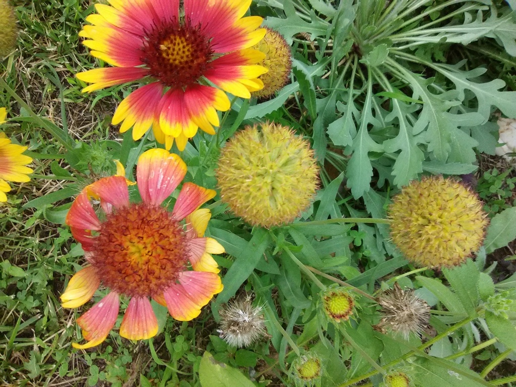 Goblin Blanket Flower (Gaillardia x grandiflora 'Arizona Sun') - image 3