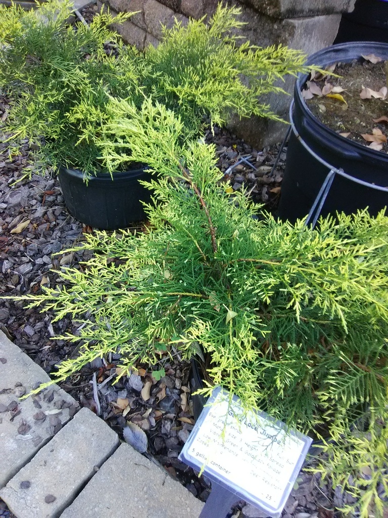 Gold Lace Juniper - Juniperus chinensis 'Gold Lace' - image 2