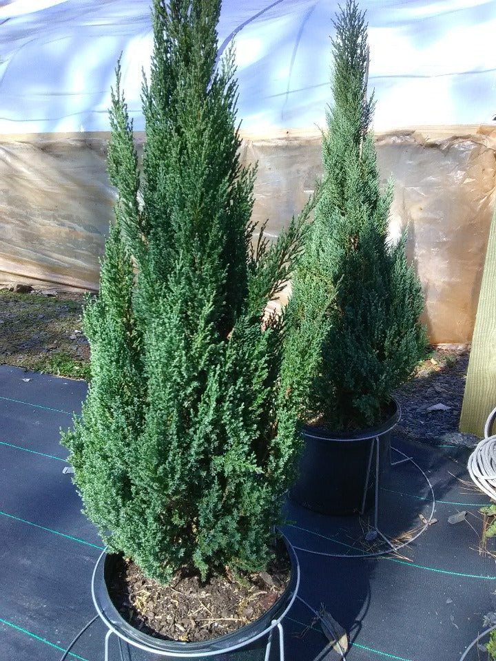 Blue Point Juniper – Juniperus chinensis 'Blue Point' - image 2