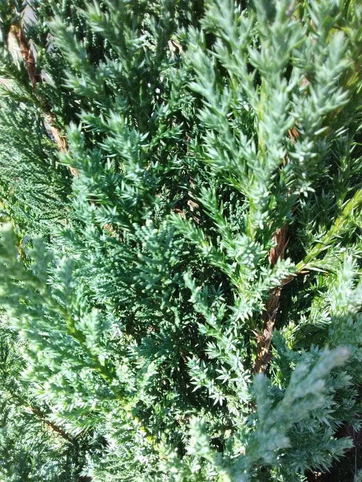 Blue Point Juniper – Juniperus chinensis 'Blue Point' - image 3