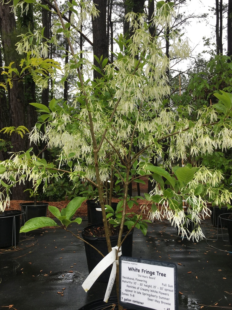 White Fringe Tree (Old Man's Beard) - Chionanthus virginicus - image 2