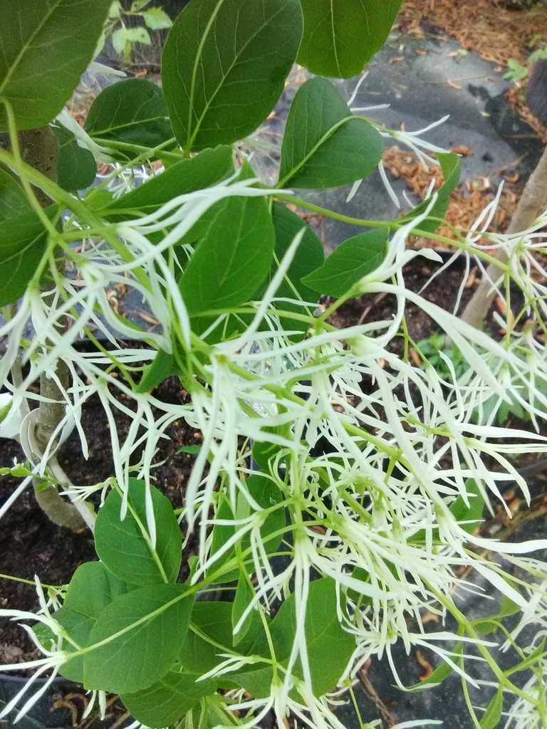 White Fringe Tree (Old Man's Beard) - Chionanthus virginicus - image 3