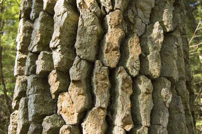 Black Gum | Nyssa sylvatica - Native Shade Tree - image 2
