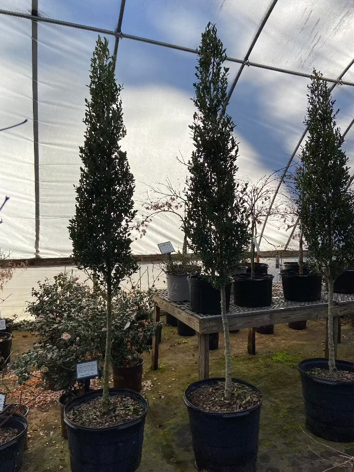 Emerald Japanese Holly - Cone Topiary - image 2