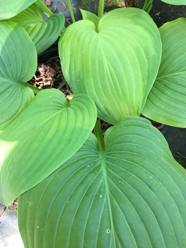 Sum and Substance Hosta – Giant Chartreuse Shade Perennial - image 2
