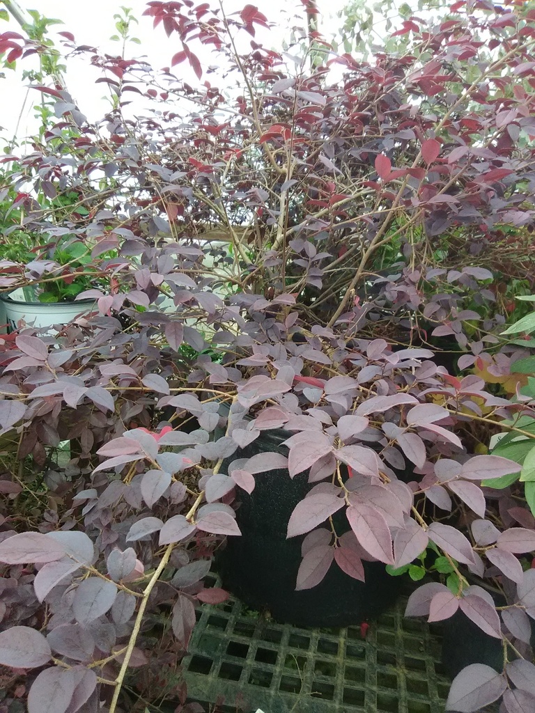 Purple Diamond Loropetalum - Dwarf Fringe Flower Shrub - image 2