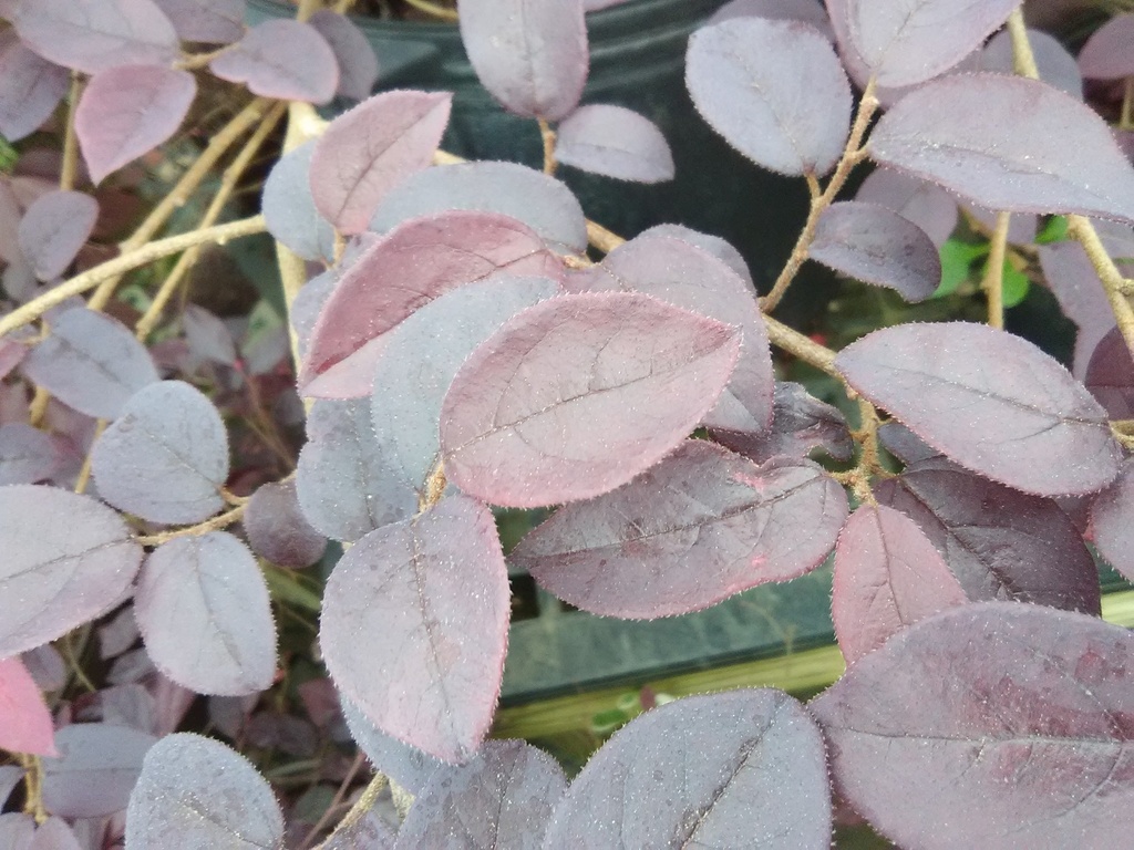 Purple Diamond Loropetalum - Dwarf Fringe Flower Shrub - image 3