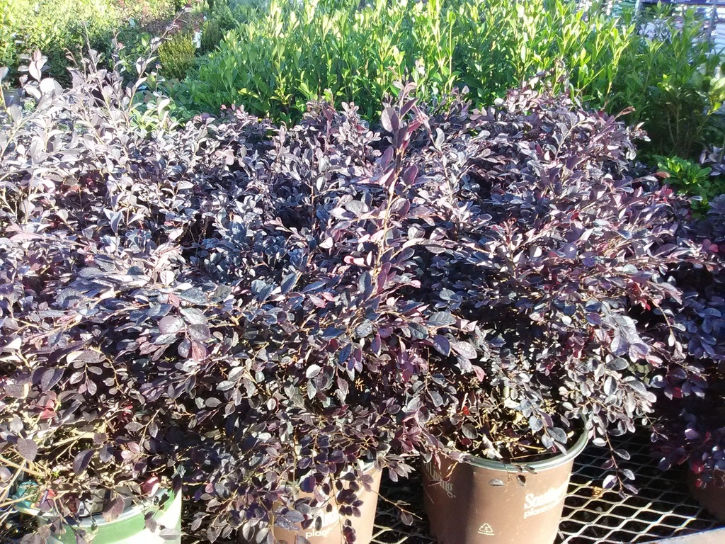 Purple Diamond Loropetalum - Dwarf Fringe Flower Shrub - image 4