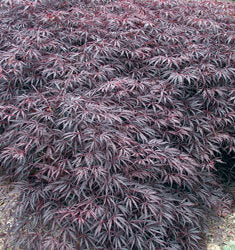 Tamukeyama Japanese Maple - Acer palmatum 'Tamukeyama' - image 2