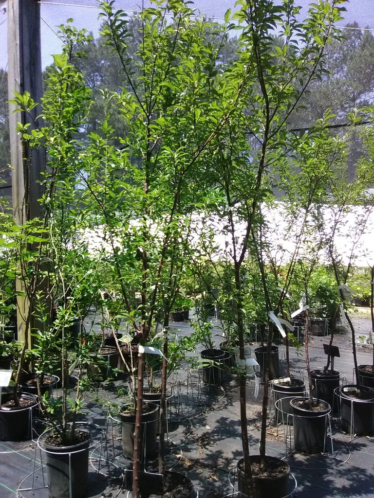 Santa Rosa Plum Tree - Self-Pollinating Fruiting Plum - image 2