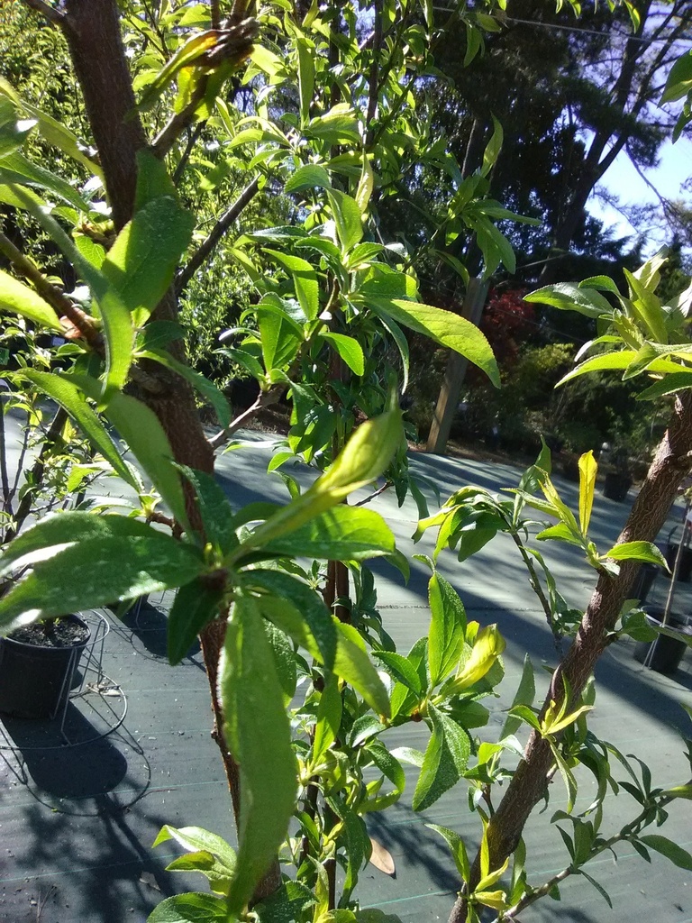 Santa Rosa Plum Tree - Self-Pollinating Fruiting Plum - image 3