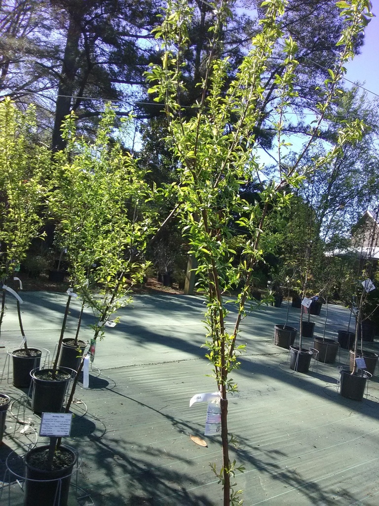 Santa Rosa Plum Tree - Self-Pollinating Fruiting Plum - image 4
