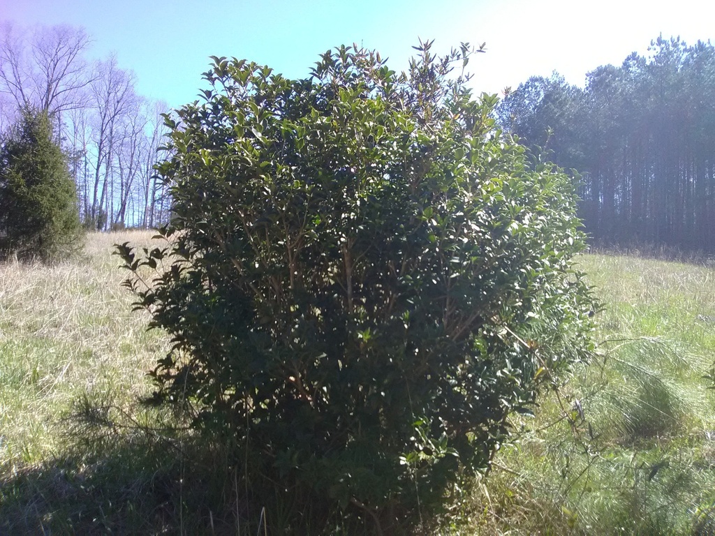 Fortune's Tea Olive (Osmanthus x fortunei) - B&B & Container - image 2
