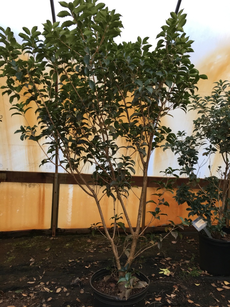 Fortune's Tea Olive (Osmanthus x fortunei) - B&B & Container - image 3