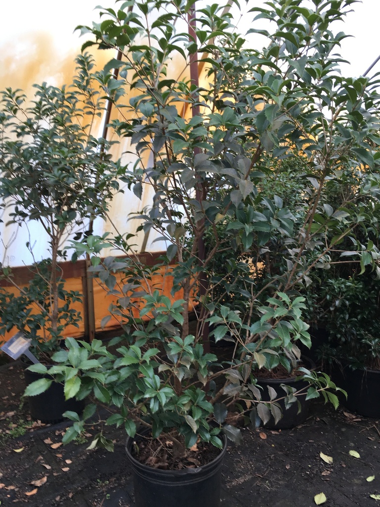 Fortune's Tea Olive (Osmanthus x fortunei) - B&B & Container - image 4
