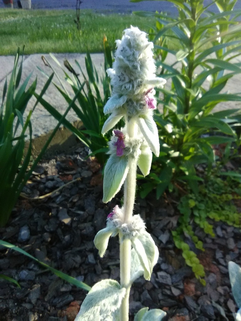 Lamb's Ears (Stachys byzantina) – Silvery Perennial - image 2
