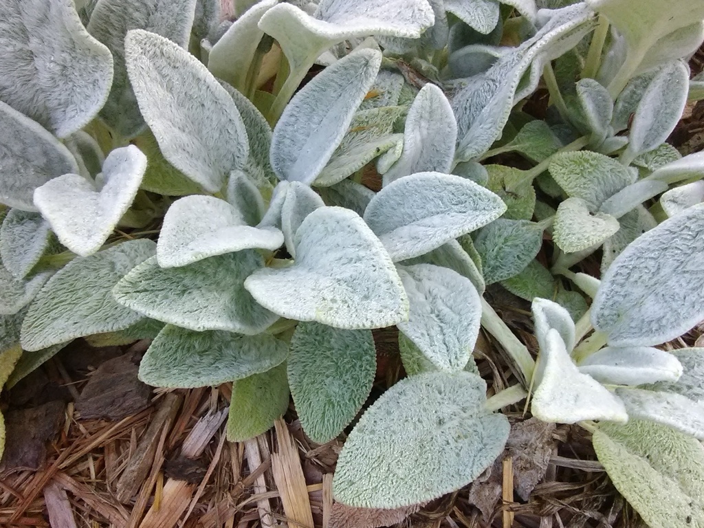 Lamb's Ears (Stachys byzantina) – Silvery Perennial - image 3