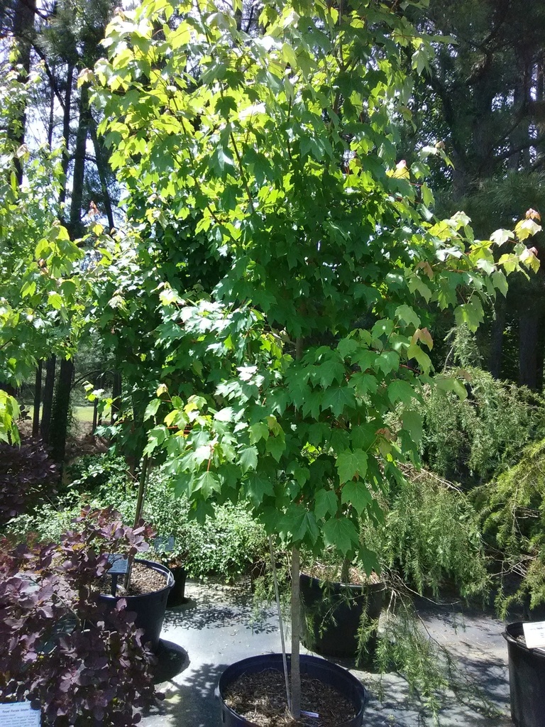 October Glory Red Maple - Acer rubrum 'October Glory' - image 2
