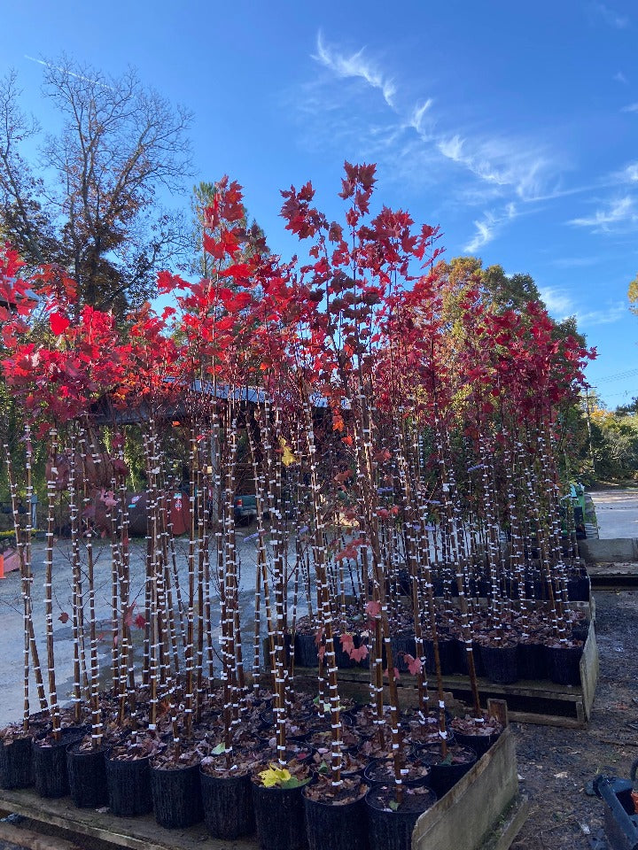 October Glory Red Maple - Acer rubrum 'October Glory' - image 3