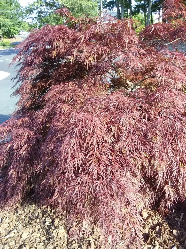 Crimson Queen Japanese Cutleaf Maple - image 2