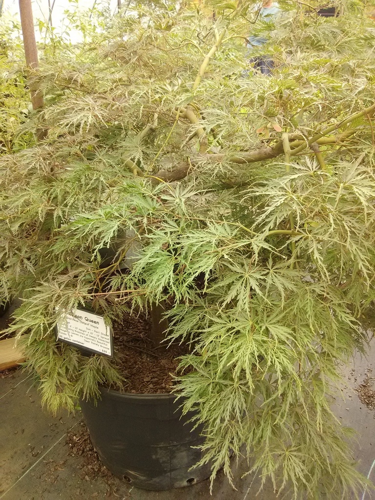 Crimson Queen Japanese Cutleaf Maple - image 3