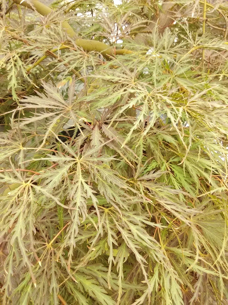 Crimson Queen Japanese Cutleaf Maple - image 4