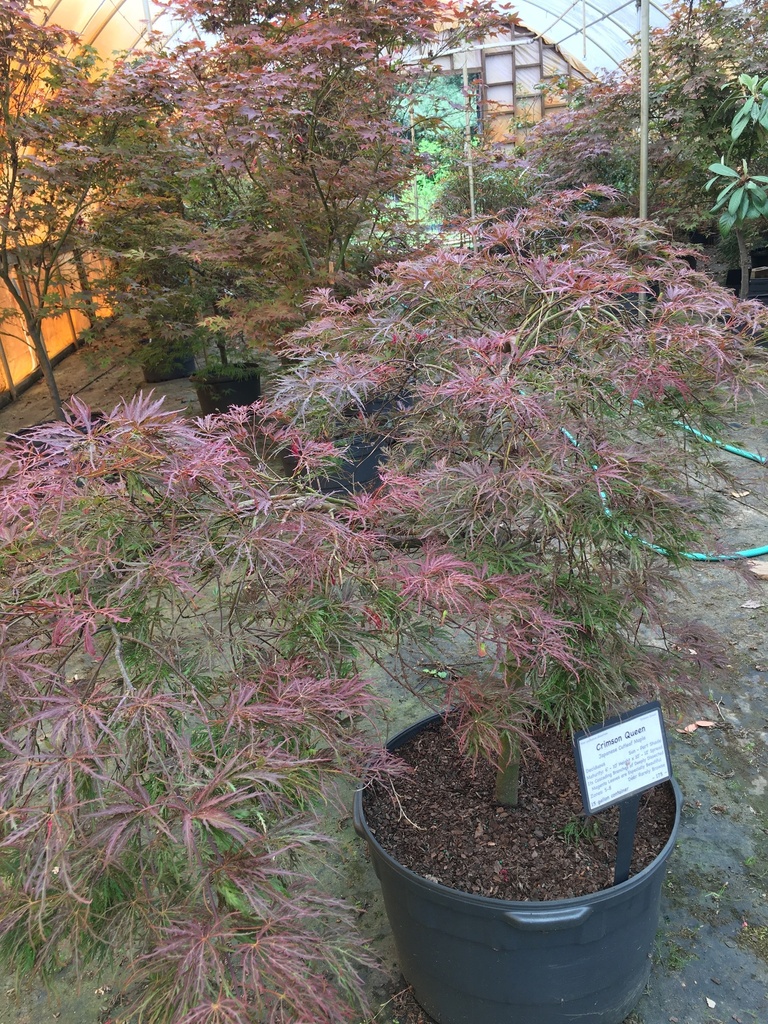 Crimson Queen Japanese Cutleaf Maple - image 5