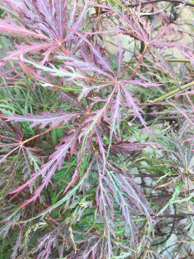 Crimson Queen Japanese Cutleaf Maple - image 6