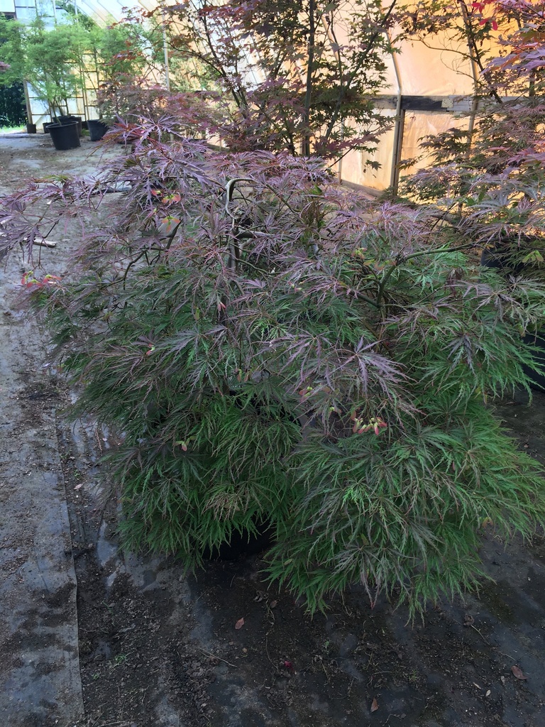 Crimson Queen Japanese Cutleaf Maple - image 7