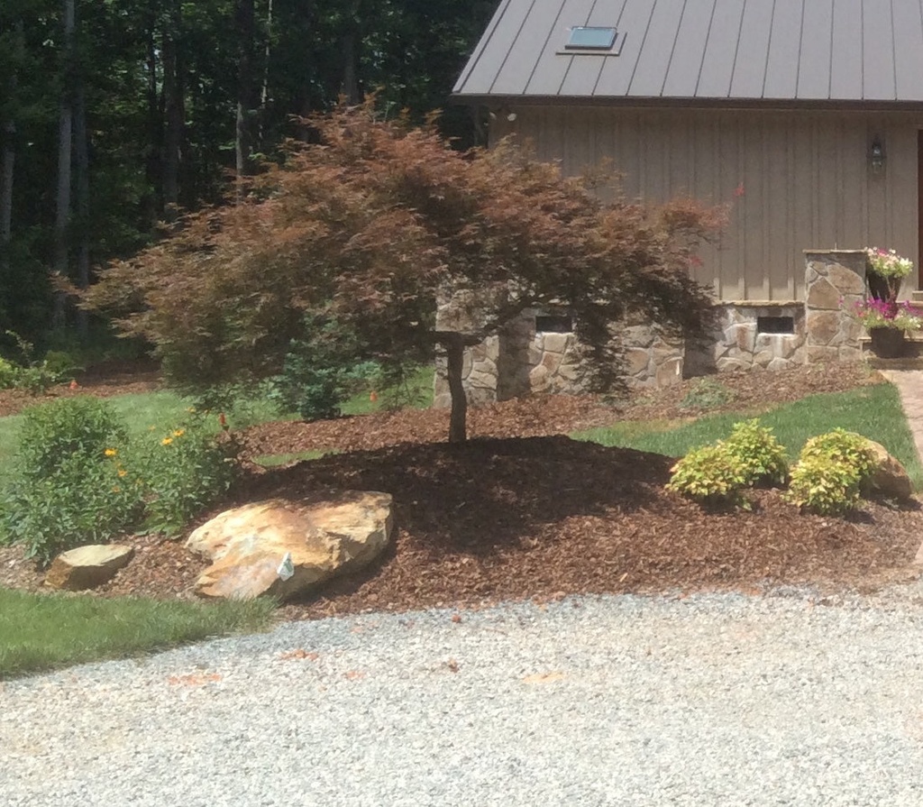 Crimson Queen Japanese Cutleaf Maple - image 8