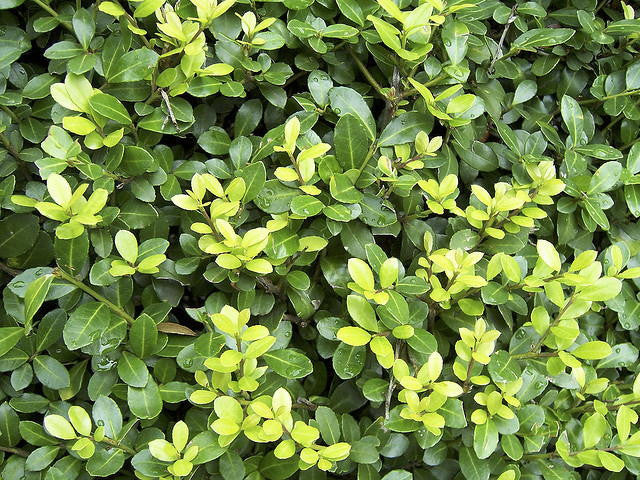 Compacta Japanese Holly (Ilex crenata 'Compacta') - image 2