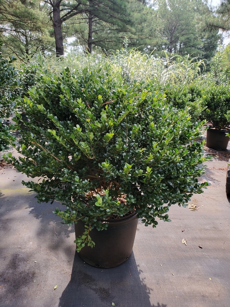 Compacta Japanese Holly (Ilex crenata 'Compacta') - image 3