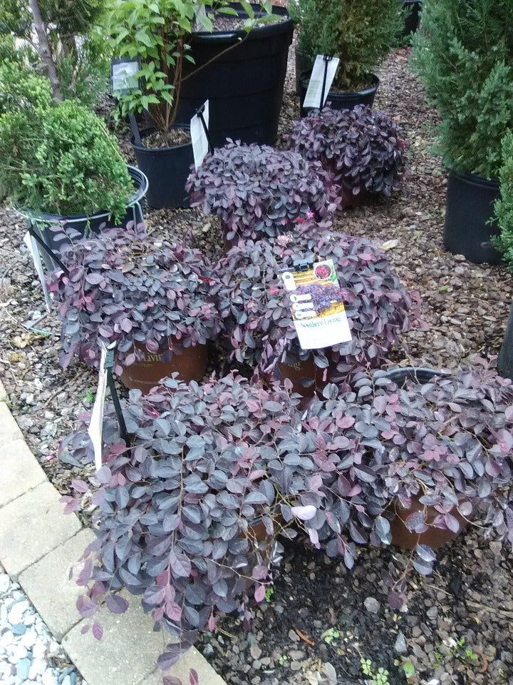 Purple Pixie Loropetalum - Dwarf Weeping Groundcover Shrub - image 2