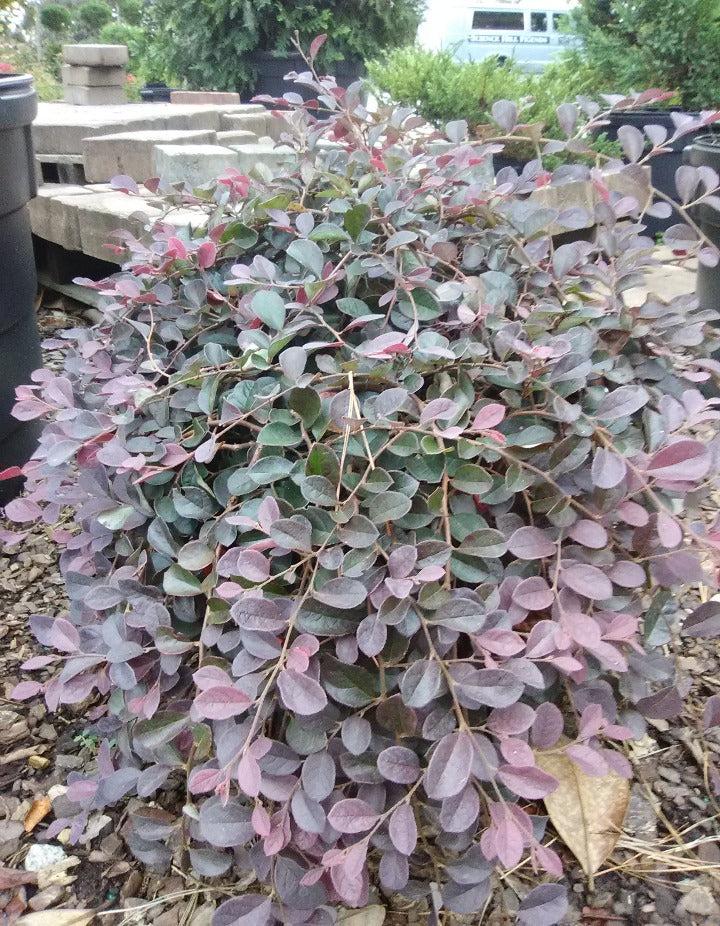 Purple Pixie Loropetalum - Dwarf Weeping Groundcover Shrub - image 3