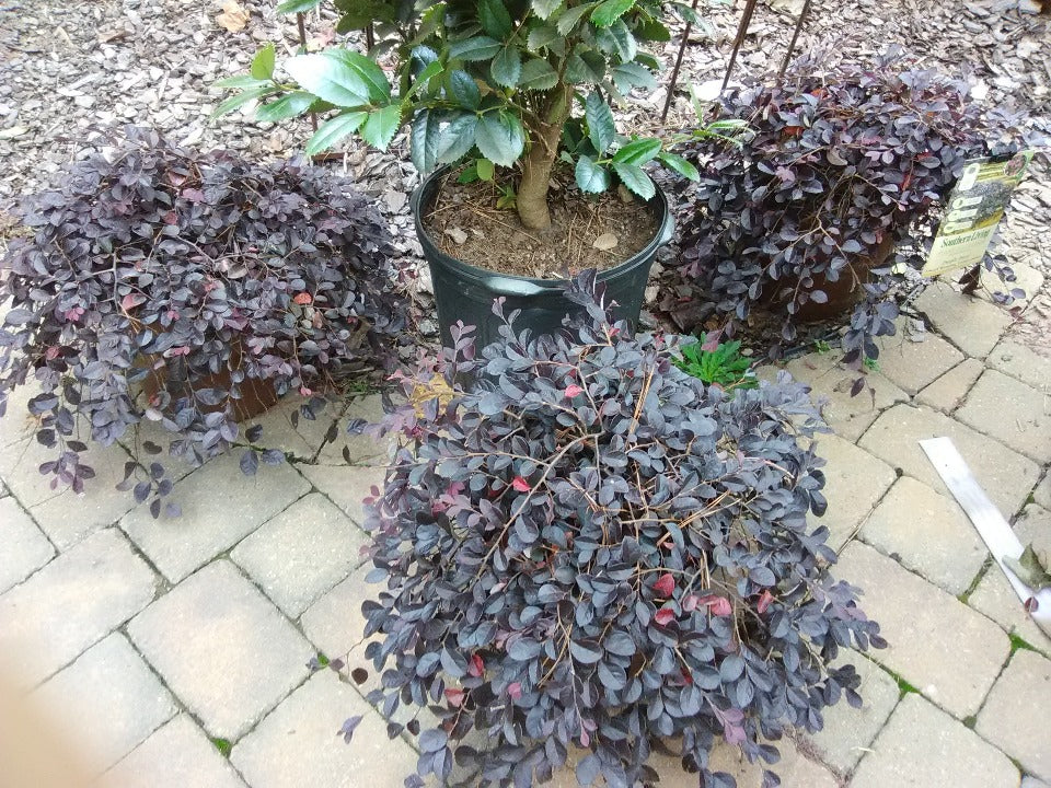 Purple Pixie Loropetalum - Dwarf Weeping Groundcover Shrub - image 4