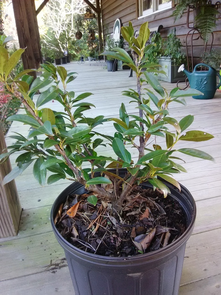 Skip Laurel (Schip Laurel) - Prunus laurocerasus 'Schipkaensis' - image 2