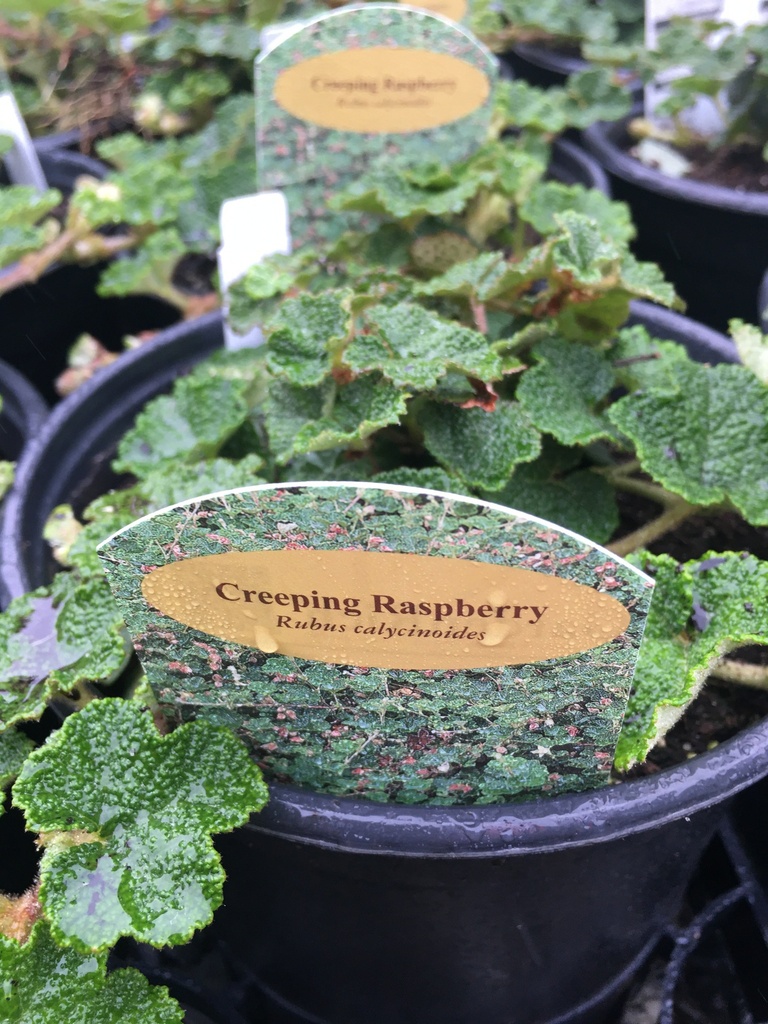 Creeping Bramble (Creeping Raspberry) - Rubus calycinoides - image 3
