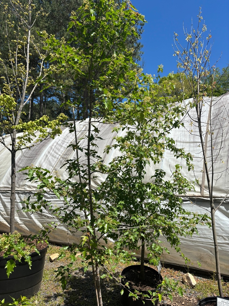 Amur Flame Maple (Acer ginnala 'Flame') - B&B - image 2