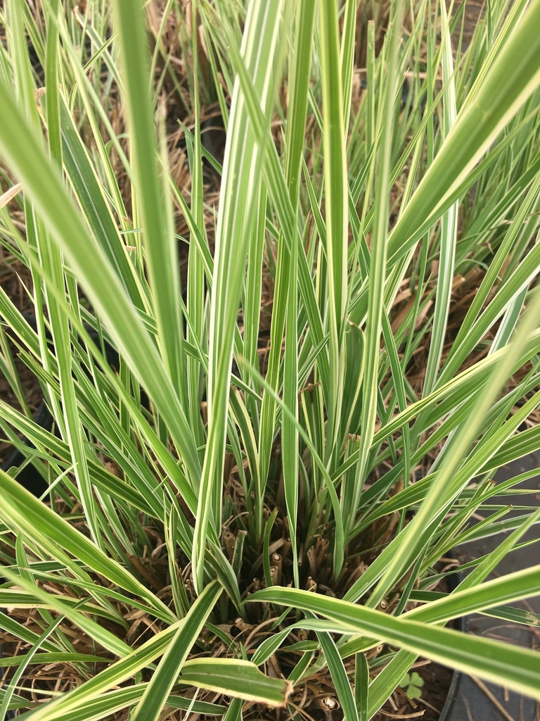 Cosmopolitan Silver Grass - Miscanthus sinensis 'Cosmopolitan' - image 2