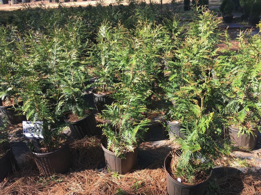 Spring Grove Western Arborvitae | Thuja plicata 'Grovepli' - image 2