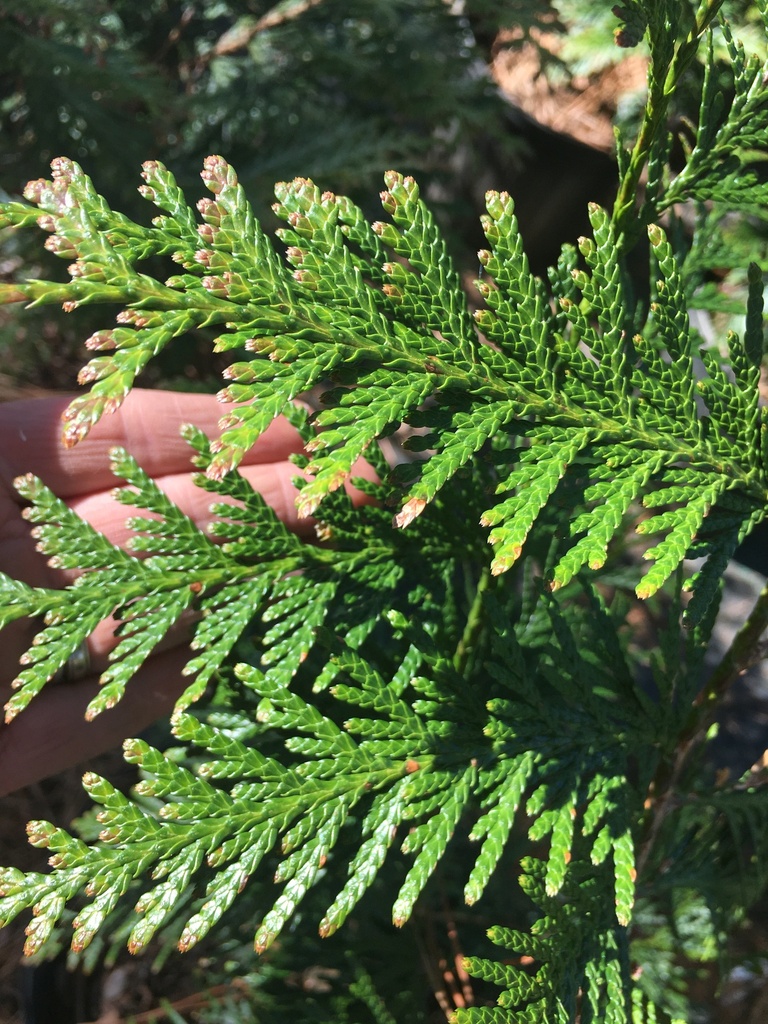 Spring Grove Western Arborvitae | Thuja plicata 'Grovepli' - image 3
