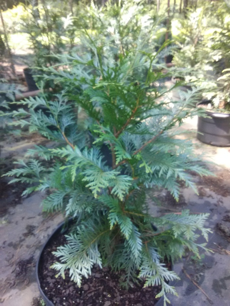 Spring Grove Western Arborvitae | Thuja plicata 'Grovepli' - image 4