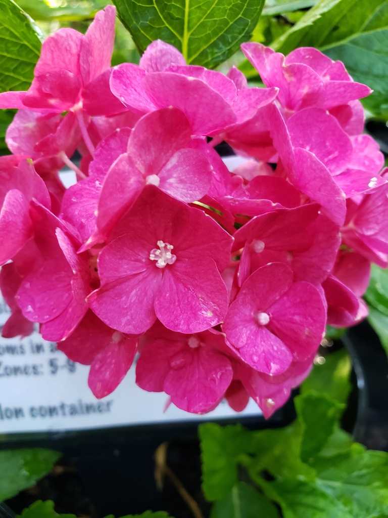 Cityline Paris Hydrangea - Dwarf Mophead Flowering Shrub - image 2