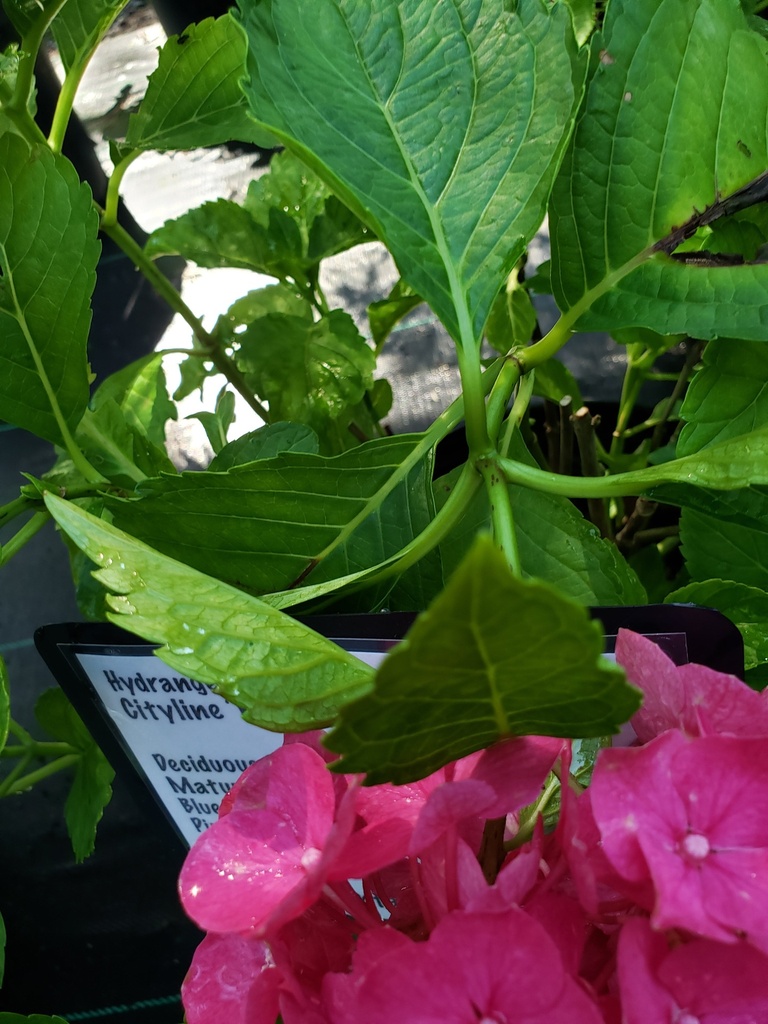 Cityline Paris Hydrangea - Dwarf Mophead Flowering Shrub - image 3