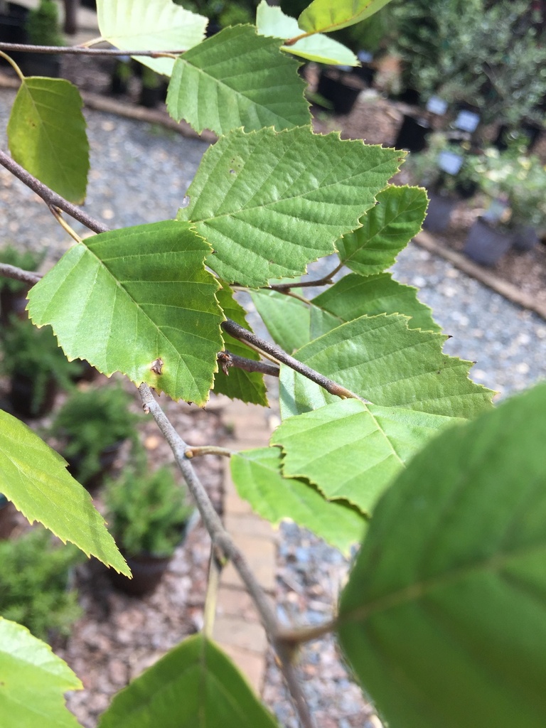 River Birch - Multi Stem - image 2