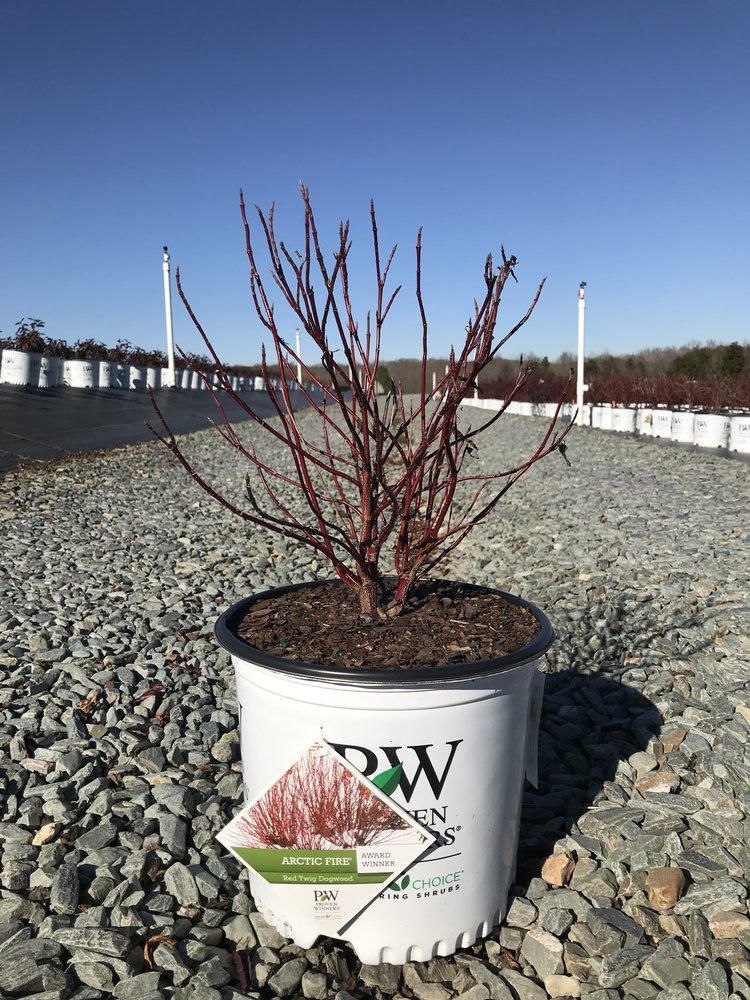 Arctic Fire Red Twig Dogwood - Dwarf Compact Shrub - image 2