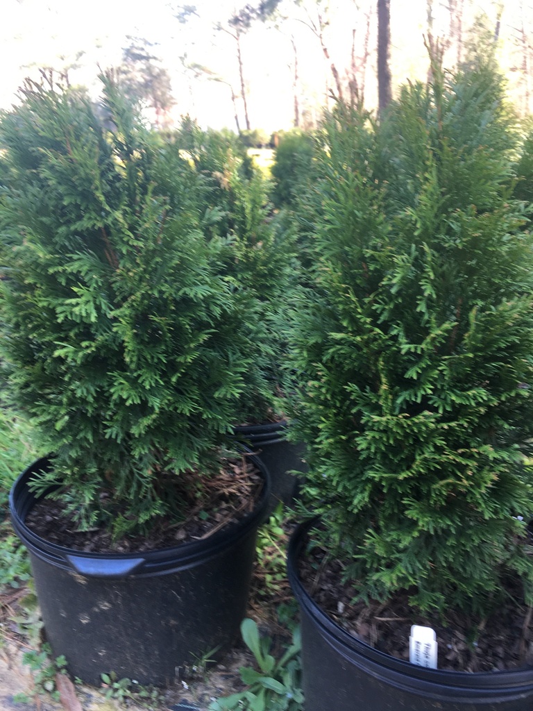 Emerald Green Arborvitae | Thuja occidentalis 'Smaragd' - image 2
