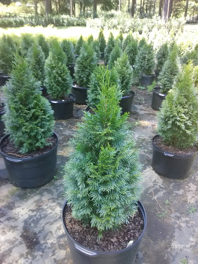 Emerald Green Arborvitae | Thuja occidentalis 'Smaragd' - image 3