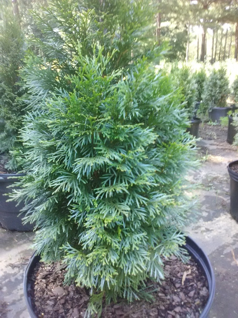 Emerald Green Arborvitae | Thuja occidentalis 'Smaragd' - image 4